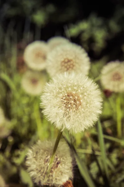 Löwenzahn Pusteblume Auf Einer Wiese — Stockfoto