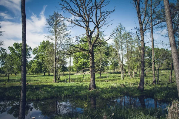 Meander Cutoff Bug River Polonia — Foto Stock