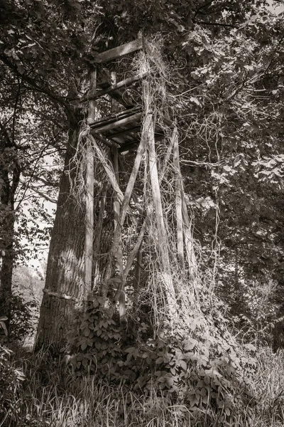 Siyah beyaz ağaçları arasında avcılık platformu