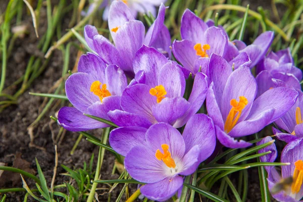 Фіолетові Квіти Кроку Цвітуть Саду — стокове фото