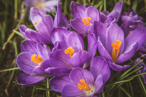 庭園に咲く紫色のクロッカスの花 — ストック写真