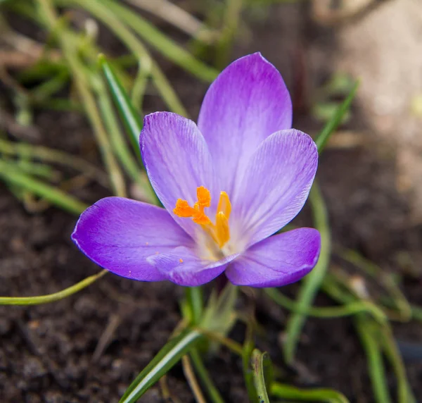 Фіолетова Квітка Крупи Цвіте Саду — стокове фото