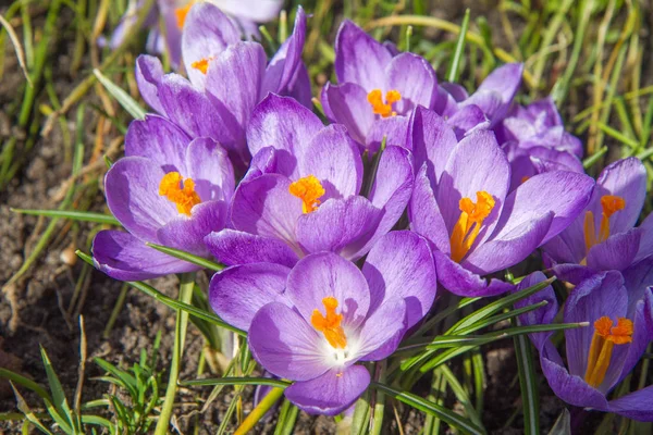 Lila Crocus Blommor Som Blommar Trädgård — Stockfoto