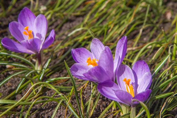 Paarse Crocus Bloemen Bloeien Een Tuin — Stockfoto