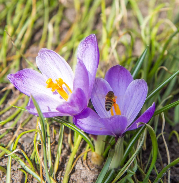 Abeja Recogiendo Polen Flores Cocodrilo Púrpura —  Fotos de Stock