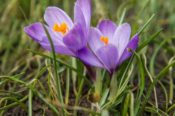 Fleurs Crocus Violet Fleurissant Dans Jardin — Photo