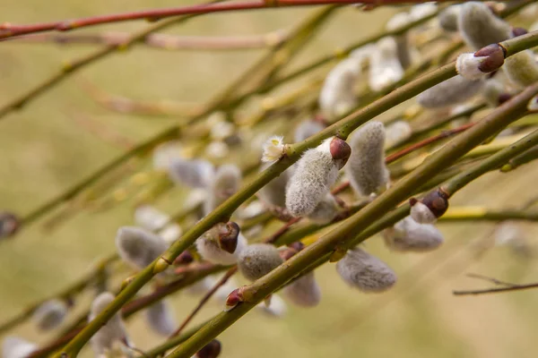 Willow Catkins Close — Stock Photo, Image