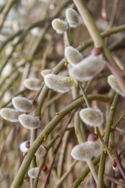 Chatons Saule Sur Une Branche — Photo