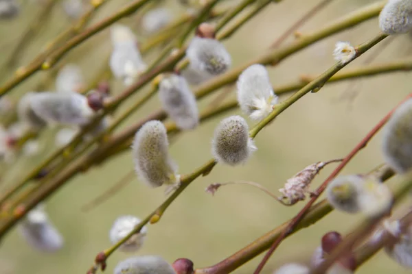 Chatons Saule Sur Une Branche — Photo