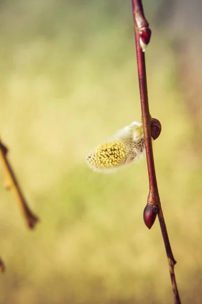 Willow Bloeiwijzen Een Tak — Stockfoto