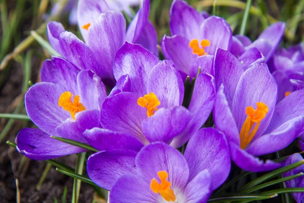 Purple Crocus Flowers Blooming Garden Stock Picture