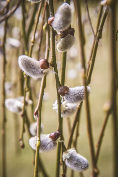 Willow Catkins Branch — Stock Photo, Image