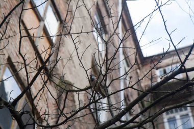 Sparrow ile eski bir kiracı ev içinde belgili tanımlık geçmiş