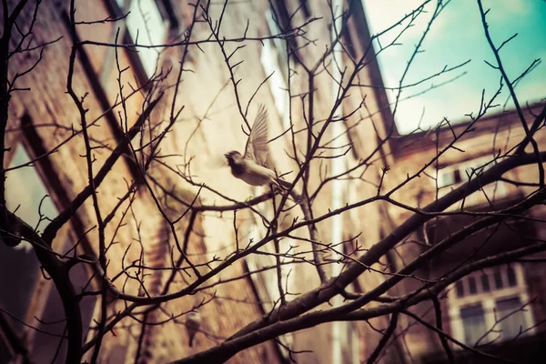 Sparrow Ile Eski Bir Kiracı Içinde Belgili Tanımlık Geçmiş — Stok fotoğraf