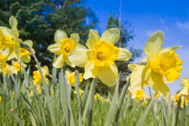 Bahçedeki nergisler