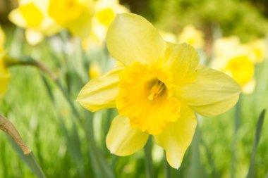 Bahçedeki nergisler