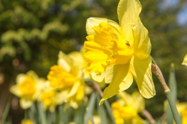 Bir bahçe bir örümcek onlardan biri ile nergis