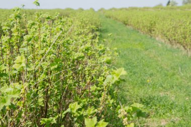 Blackcurrant (Ribes nigrum) bir alanda büyüyen