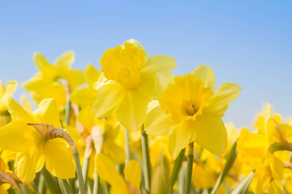 Daffodils Έναν Κήπο Κατά Της Μπλε Του Ουρανού — Φωτογραφία Αρχείου