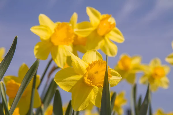 Daffodils Έναν Κήπο Κατά Της Μπλε Του Ουρανού — Φωτογραφία Αρχείου