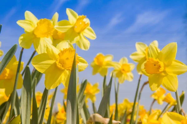 Daffodils Έναν Κήπο Κατά Της Μπλε Του Ουρανού — Φωτογραφία Αρχείου