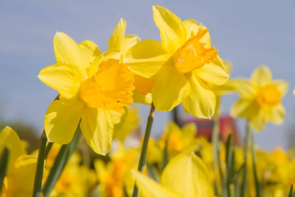 Daffodils Έναν Κήπο Κατά Της Μπλε Του Ουρανού — Φωτογραφία Αρχείου