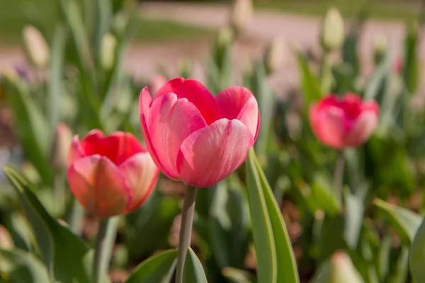 Розовые Тюльпаны Саду — стоковое фото