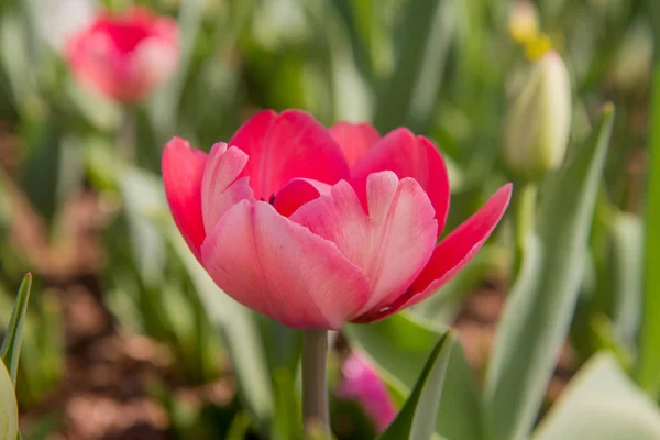 Rosa Tulpaner Trädgård — Stockfoto