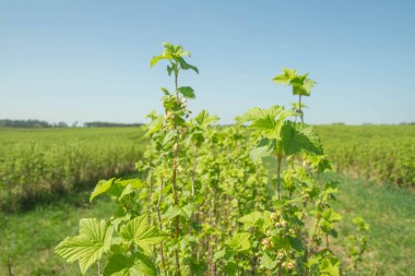 Blackcurrant (Ribes nigrum) bir alanda büyüyen