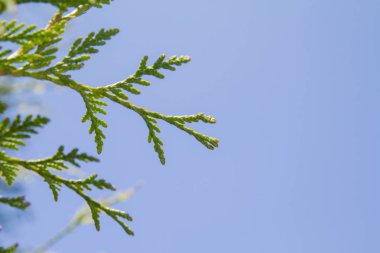 Mazı (selvi ağacı aile)