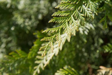 Mazı (selvi ağacı aile)