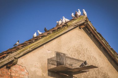 Güvercinlik çatısındaki güvercinler