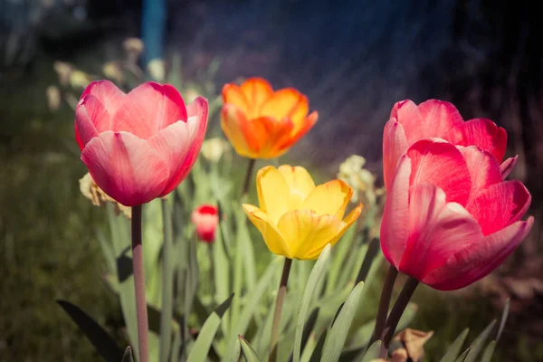 Tulipanes Coloridos Jardín —  Fotos de Stock