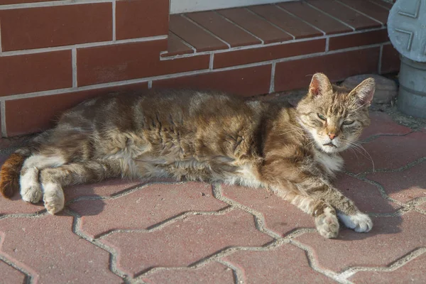 Уставшая Кошка Отдыхающая Солнце — стоковое фото