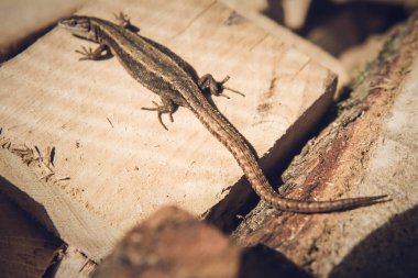 Güneşin bazı ahşap üzerine kum bir kertenkele