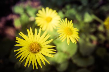 Doronicum orientale (Leopar'ın Bane) 