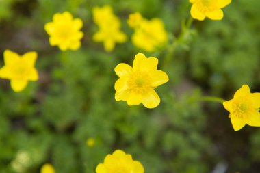 Buttercup (Ranunculaceae) açan sarı çiçekler
