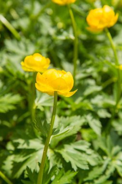 Trollius europaeus (globeflower) çiçek açan çiçekler