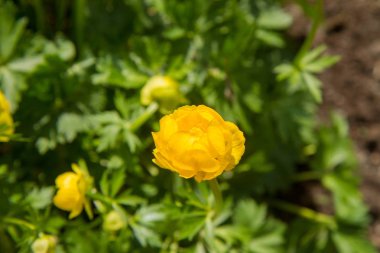 Trollius europaeus (globeflower) çiçek açan çiçekler