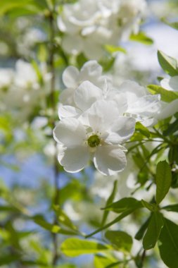 Ortak pearlbush (Exochorda racemosa)