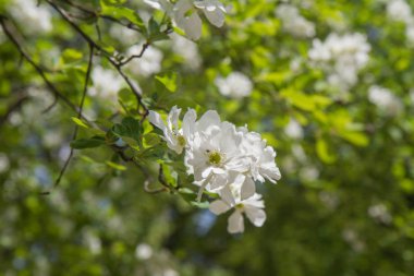 Ortak pearlbush (Exochorda racemosa)