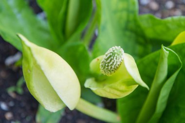 Kokarca lahana (Lysichiton) bitki çiçek