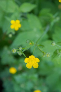 Buttercup (Ranunculaceae) açan sarı çiçekler