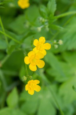 Buttercup (Ranunculaceae) açan sarı çiçekler