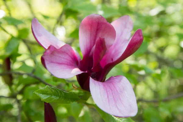 Magnolia Blooming Spring — Stock Photo, Image