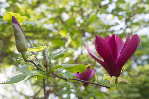 Magnolia Blooming Spring — Stock Photo, Image