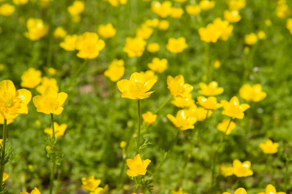Buttercup Ranunculaceae Bloeiende Gele Bloemen — Stockfoto