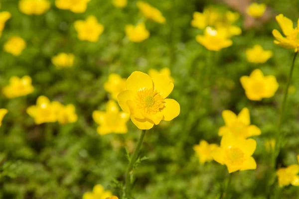 Jaskier Ranunculaceae Kwitnące Żółte Kwiaty — Zdjęcie stockowe