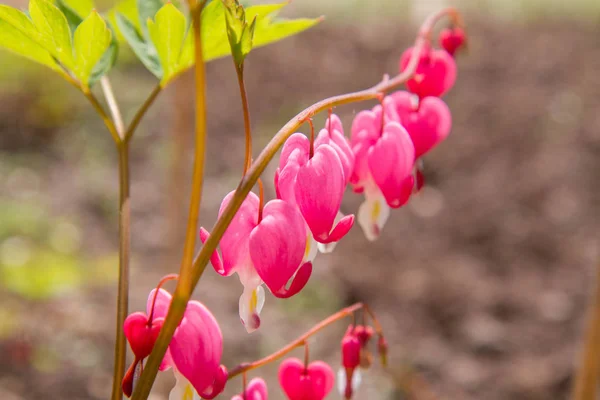 Bleeding Heart Lamprocapnos Spectabilis — Stock Photo, Image