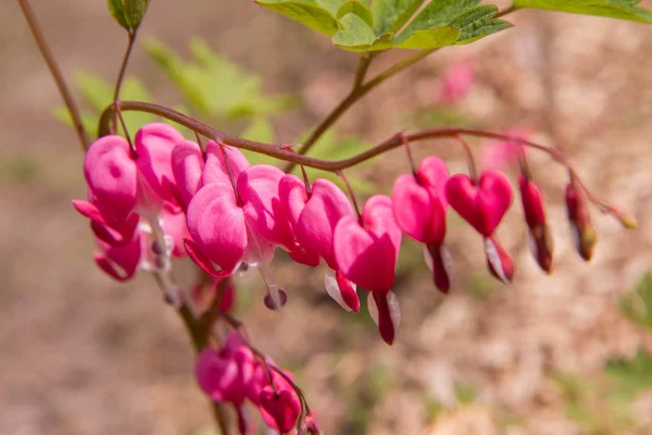 Bleeding Heart Lamprocapnos Spectabilis — Stock Photo, Image